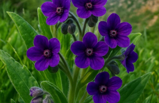 Cyprus Hounds Tongue (endemic)	Cynoglossum troodi