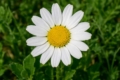 Cyprus Wood Daisy (endemic) Bellis sylvestris
