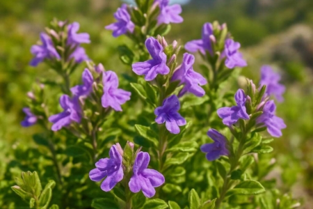 Cyprus Basil (endemic)	Acinos troodi