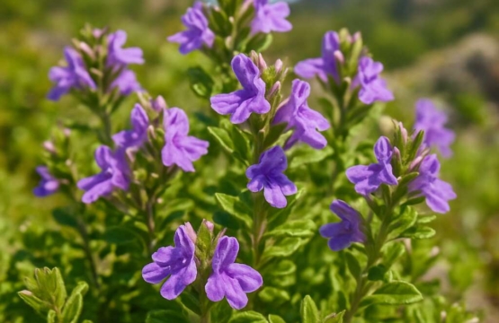 Cyprus Basil (endemic)	Acinos troodi