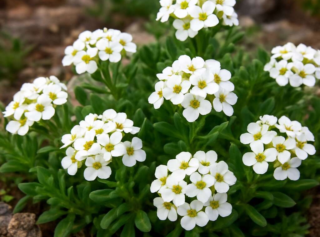 Akamas Alison (endemic)	Alyssum akamasicum
