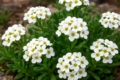 Akamas Alison (endemic)	Alyssum akamasicum