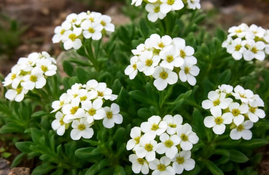 Akamas Alison (endemic)	Alyssum akamasicum