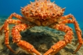 Mediterranean Spider Crab Maja squinado