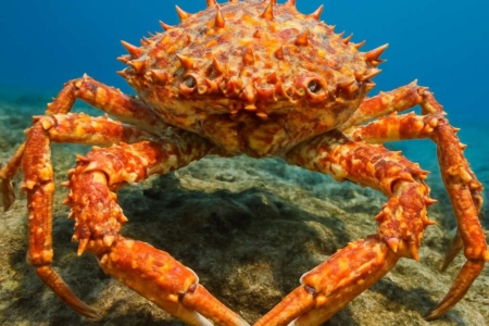 Mediterranean Spider Crab Maja squinado