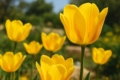 Tulipa cypria