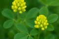 Trifolium campestre subsp. paphium