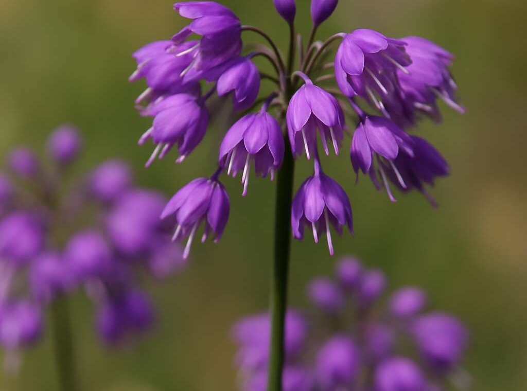Allium cupani subsp. cyprium