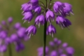 Allium cupani subsp. cyprium
