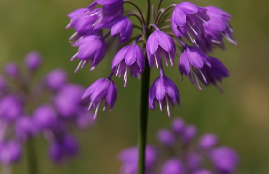 Allium cupani subsp. cyprium
