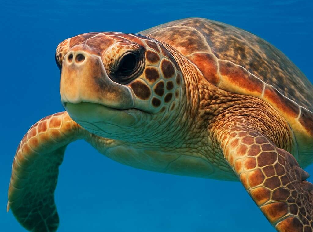 Loggerhead Sea Turtle Caretta caretta
