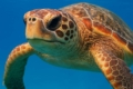 Loggerhead Sea Turtle Caretta caretta
