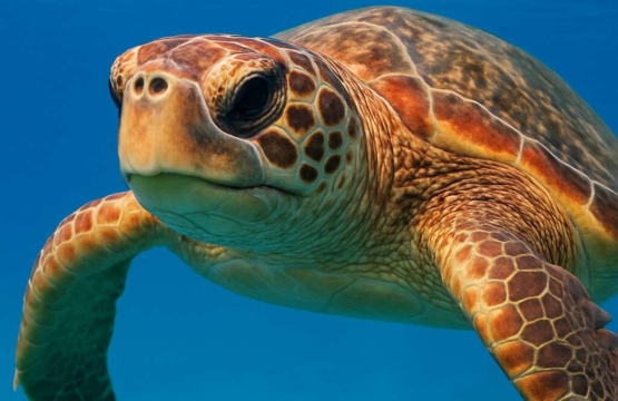 Loggerhead Sea Turtle Caretta caretta