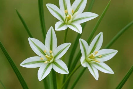 Ornithogalum pedicellare