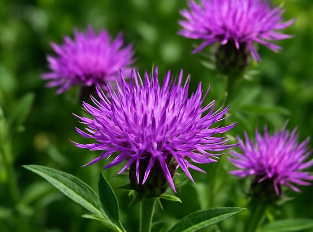 Centaurea calcitrapa subsp. angusticeps