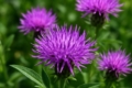 Centaurea calcitrapa subsp. angusticeps
