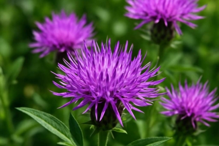 Centaurea calcitrapa subsp. angusticeps
