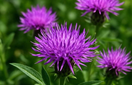 Centaurea calcitrapa subsp. angusticeps