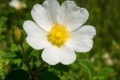 Rock-rose Cistus salviifolius