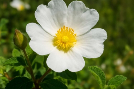 Rock-rose Cistus salviifolius