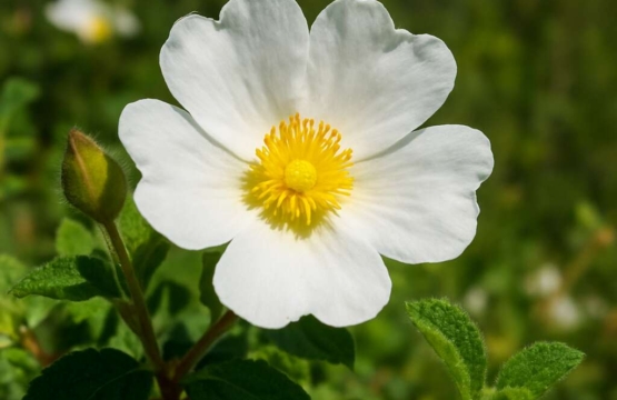 Rock-rose Cistus salviifolius