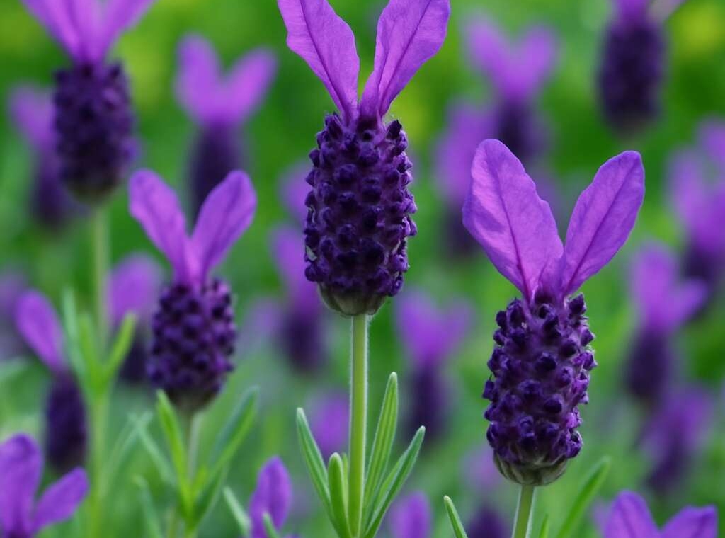 Lavender Lavandula stoechas