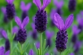 Lavender Lavandula stoechas