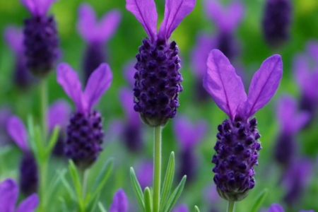 Lavender Lavandula stoechas
