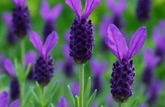 Lavender Lavandula stoechas