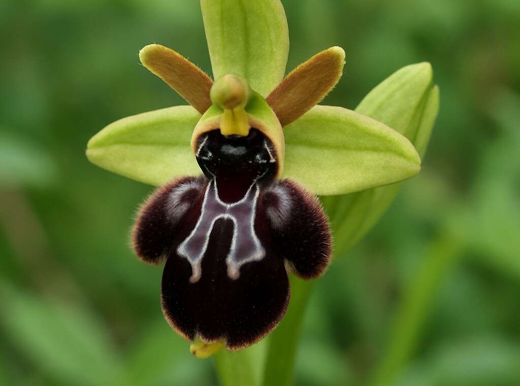 Sombre Bee Orchid Ophrys fusca ssp. fusca