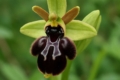 Sombre Bee Orchid Ophrys fusca ssp. fusca