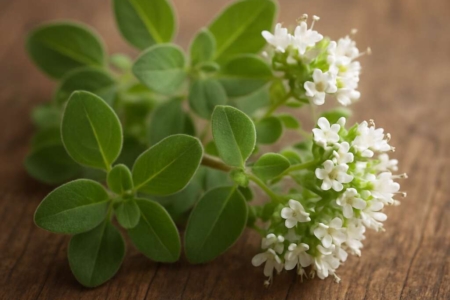 Marjoram Origanum majorana