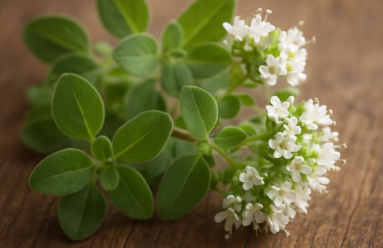 Marjoram Origanum majorana