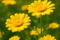 Anthemis plutonia