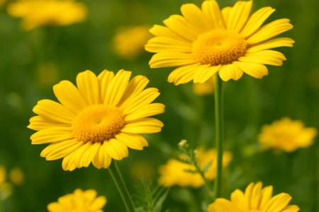 Anthemis plutonia