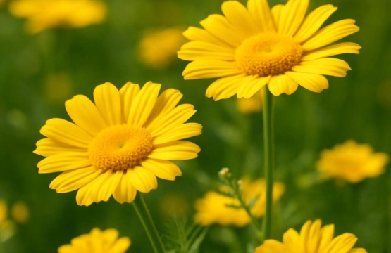 Anthemis plutonia
