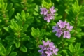 Thyme Thymus capitatus