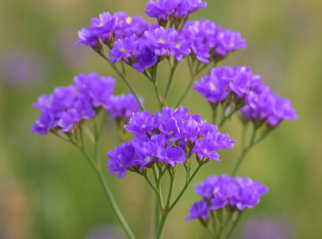 Limonium ammochostianum