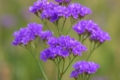 Limonium ammochostianum