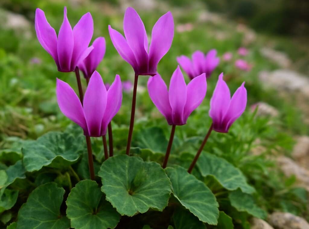 Cyprus Cyclamen (endemic) Cyclamen cyprium