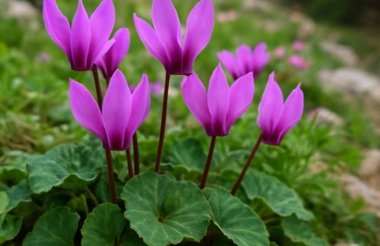 Cyprus Cyclamen (endemic) Cyclamen cyprium