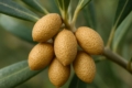 Olive Scale Pollinia pollini