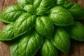 Basil Ocimum basilicum