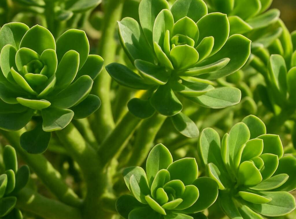 Euphorbia veneris