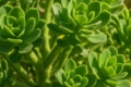 Euphorbia veneris