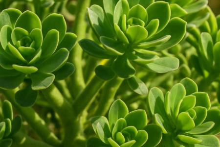 Euphorbia veneris