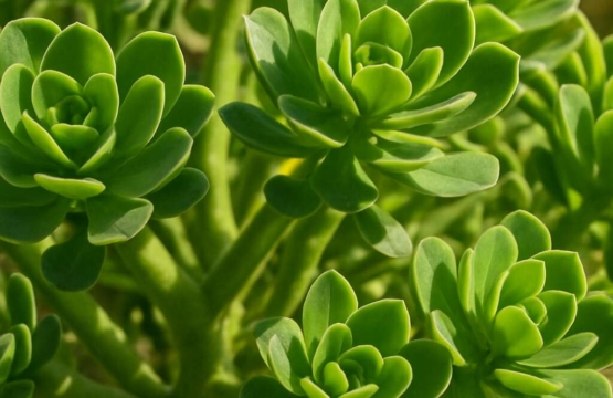 Euphorbia veneris
