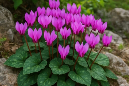 Cyprus Cyclamen	Cyclamen cyprium