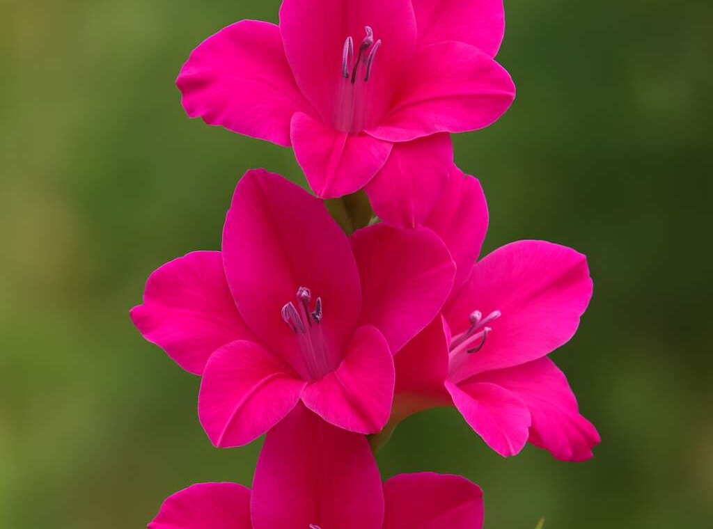 Gladiolus triphyllus