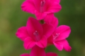 Gladiolus triphyllus